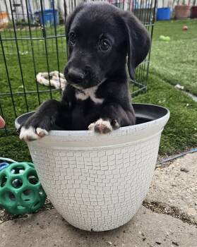 Border Collie Dogs Available for Adoption in Springfield, Illinois - Chevy (in A FOSTER Home) | PetCurious