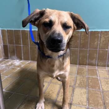 IVHS-Stray-142326 -  Shepherd Dog for Adoption in San Gabriel, California - IVHS-Stray-142326 | PetCurious