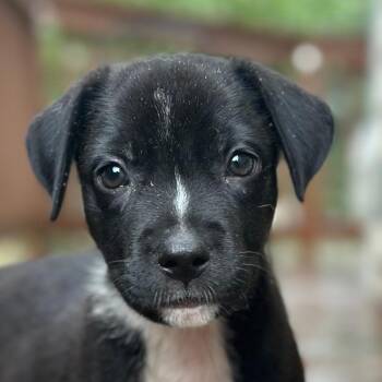 Lockney -  Mixed Breed Dog for Adoption in Richmond, Virginia - Lockney | PetCurious