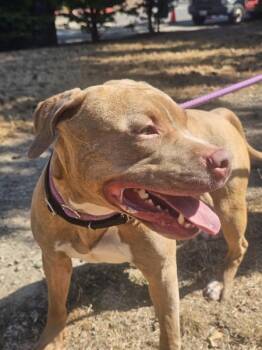 Butcher -  Pit Bull Terrier Dog for Adoption in Vancouver, Washington - Butcher | PetCurious