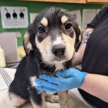 Rescue Mixed Breed Dogs for Adoption in Kansas City, Missouri - Apple | PetCurious