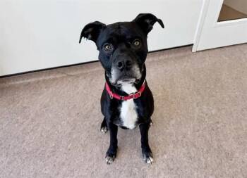 DIESEL -  Pit Bull Terrier and Mixed Breed Dog for Adoption in Brentwood, Missouri - DIESEL | PetCurious