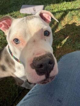 Seven -  Pit Bull Terrier Dog for Adoption in Chicago, Illinois - Seven | PetCurious