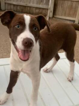 Eugene -  Mixed Breed Dog for Adoption in Taycheedah, Wisconsin - Eugene | PetCurious