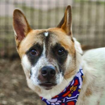 BUDDY -  Australian Cattle Dog Blue Heeler Dog for Adoption in San Antonio, Texas - BUDDY | PetCurious