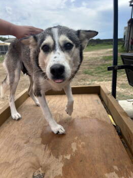 Rescue Husky Dogs for Adoption - Snow Cap | PetCurious