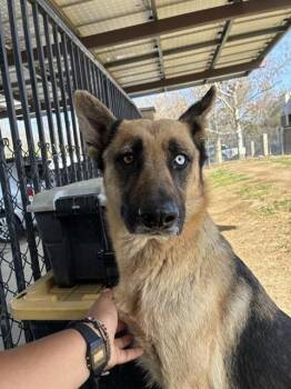 German Shepherd Dog Dogs Available for Adoption - MELODY | PetCurious