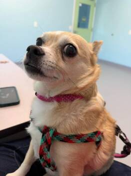 Chihuahua Dogs Available for Adoption in Raleigh, North Carolina - Drummer | PetCurious