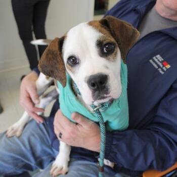 English Bulldog Dogs Available for Adoption - Squishy | PetCurious