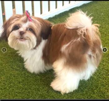Chase -  Shih Tzu Dog for Adoption in Ypsilanti, Michigan - Chase | PetCurious