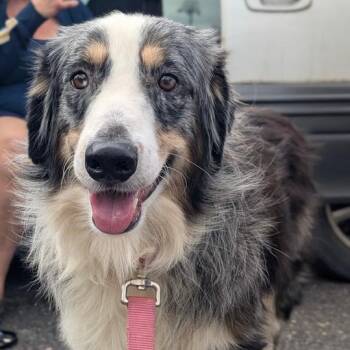Mr. Bigglesworth -  Australian Shepherd Dog for Adoption in Newport, Washington - Mr. Bigglesworth | PetCurious