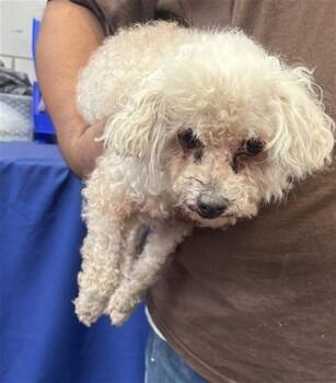 REBEL -  Mixed Breed Dog for Adoption in Dallas, Texas - REBEL | PetCurious