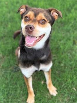 Betzy -  Mixed Breed Dog for Adoption in Fort Worth, Texas - Betzy | PetCurious