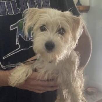 Noodles -  Mixed Breed Dog for Adoption in Gainesville, Florida - Noodles | PetCurious