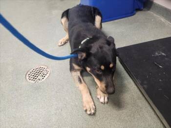 A175632 -  Mixed Breed Dog for Adoption in Santa Fe, New Mexico - A175632 | PetCurious