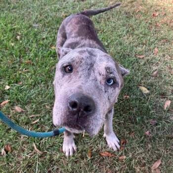 Mixed Breed Dogs Available for Adoption - Dianna | PetCurious
