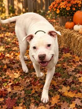 Cloud -  Pit Bull Terrier Dog for Adoption in Morgantown, Kentucky - Cloud | PetCurious