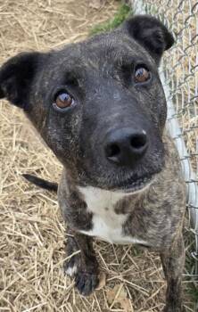 KAMARI -  Mountain Cur Dog for Adoption in Elizabethton, Tennessee - KAMARI | PetCurious