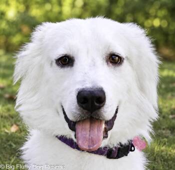 Nettie -  Australian Shepherd and Great Pyrenees Dog for Adoption in Nashville, Tennessee - Nettie | PetCurious