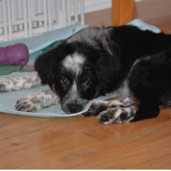 Smokey -  Mixed Breed Dog for Adoption in Shorewood, Illinois - Smokey | PetCurious