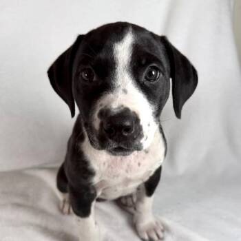 Phoebe -  Terrier Dog for Adoption in Johnson City, Tennessee - Phoebe | PetCurious