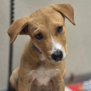 Tango -  Labrador Retriever and Mixed Breed Dog for Adoption in West Des Moines, Iowa - Tango | PetCurious
