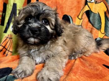 Rescue Shih Poo and Shih Tzu Dogs for Adoption in Ontario, California - Jinu | PetCurious