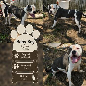 Baby Boy -  Pit Bull Terrier Dog for Adoption in Anahuac, Texas - Baby Boy | PetCurious