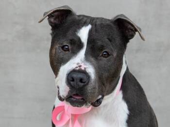 Mighty -  Mixed Breed Dog for Adoption in Longmont, Colorado - Mighty | PetCurious