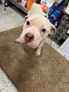 Rescue Terrier Dogs for Adoption in Auburn, Indiana - SWAT | PetCurious