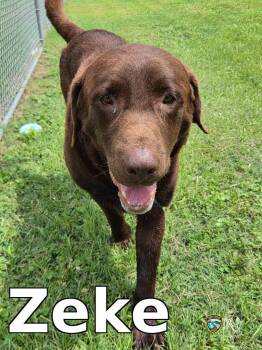 Zeke -  Labrador Retriever Dog for Adoption in Rocky Mount, North Carolina - Zeke | PetCurious