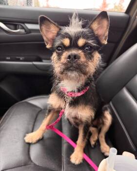Chanel -  Brussels Griffon Dog for Adoption in Glocester, Rhode Island - Chanel | PetCurious