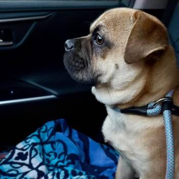 Pug Dogs Available for Adoption - Banjo | PetCurious