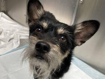 Cairn Terrier and Chihuahua Dogs Available for Adoption - KOBE | PetCurious