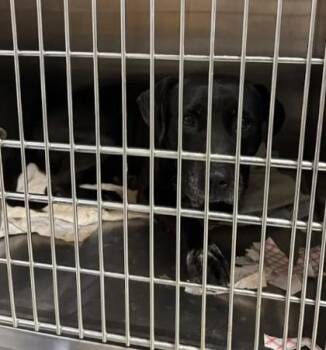 Jones -  Mixed Breed Dog for Adoption in Atlanta, Georgia - Jones | PetCurious