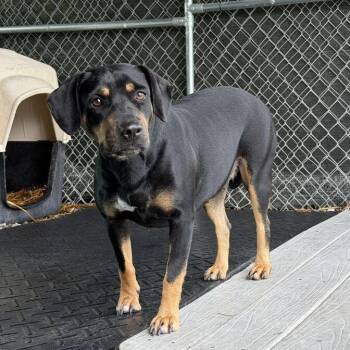 Reba McEntire -  Mixed Breed Dog for Adoption in Waynesville, North Carolina - Reba McEntire | PetCurious