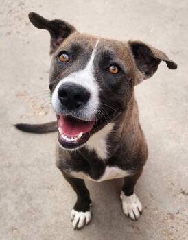 Rootbeer Float -  Cattle Dog and Labrador Retriever Dog for Adoption in Fort Lupton, Colorado - Rootbeer Float | PetCurious
