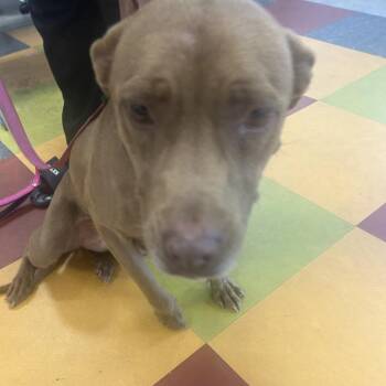 Carmon -  Pit Bull Terrier Dog for Adoption in Philadelphia, Pennsylvania - Carmon | PetCurious