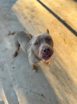 Pit Bull Terrier Dogs Available for Adoption - PRETTY BOY | PetCurious