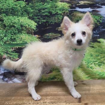 Abigail -  American Eskimo Dog Dog for Adoption in Normal, Illinois - Abigail | PetCurious