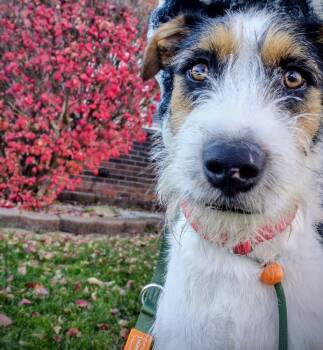 Rescue Wire Fox Terrier Dogs for Adoption in Plymouth, Michigan - Klaus (PW 1641) | PetCurious