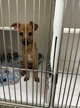 Chihuahua and Mixed Breed Dogs Available for Adoption in Texas City, Texas - ROO | PetCurious