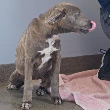 Pointer and Labrador Retriever Dogs Available for Adoption - Viper | PetCurious