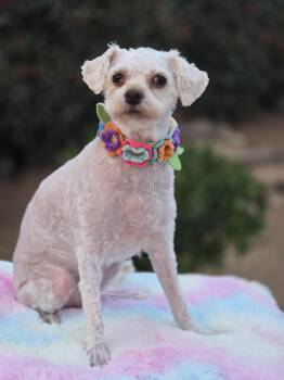 Maltese and Poodle Dogs Available for Adoption - Kylie | PetCurious