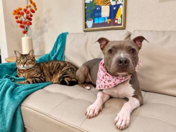 Siri Sue Itty Bitty Sweet Girl -  American Staffordshire Terrier and Pit Bull Terrier Dog for Adoption in Friendswood, Texas - Siri Sue Itty Bitty Sweet Girl | PetCurious