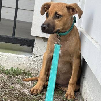 Rescue Black Mouth Cur Dogs for Adoption in Tallahassee, Florida - Ranger | PetCurious