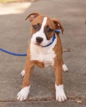 Boxer and Terrier Dogs Available for Adoption - Hannah | PetCurious