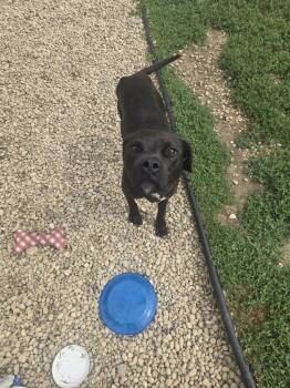 American Staffordshire Terrier Dogs Available for Adoption in Manhattan, Illinois - Desi | PetCurious