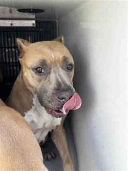 A657487 -  Pit Bull Terrier Dog for Adoption in Houston, Texas - A657487 | PetCurious