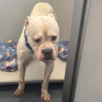 LVH-Stray-13920 -  Mixed Breed Dog for Adoption in Allentown, Pennsylvania - LVH-Stray-13920 | PetCurious